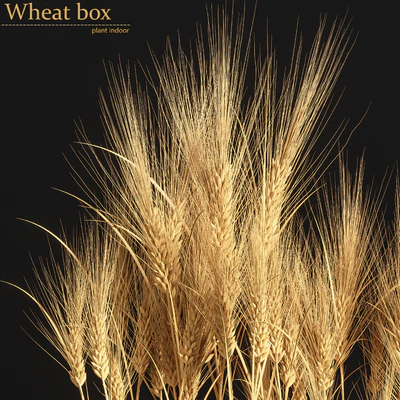 Wheat Box — Вид 4