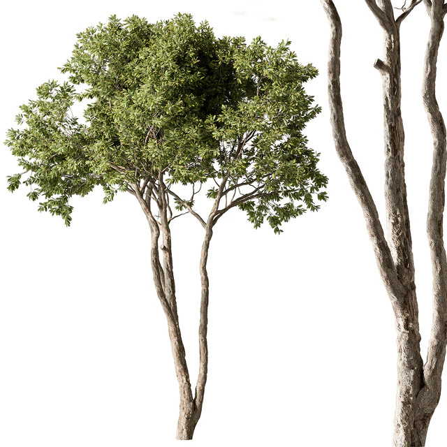 Eucalyptus Tree - Tree Set 224 — Скачать
