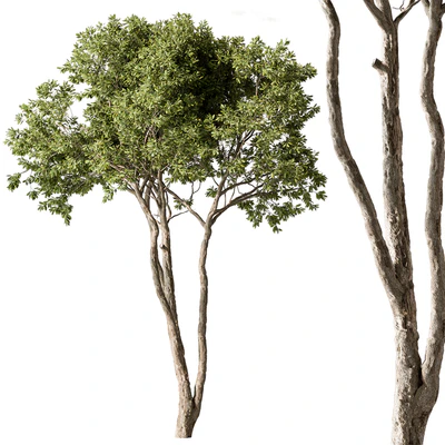 Eucalyptus Tree - Tree Set 224 — Вид 1
