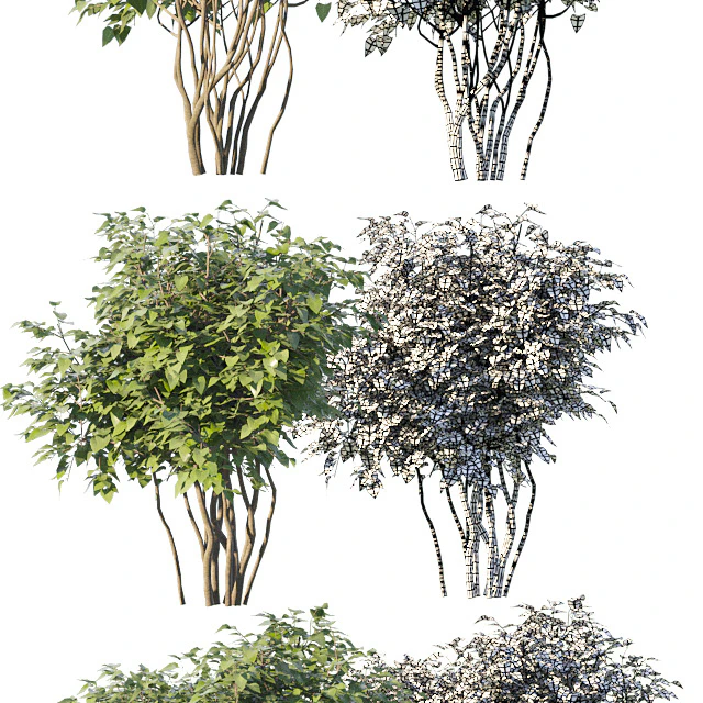 Set of bushes — Descargar