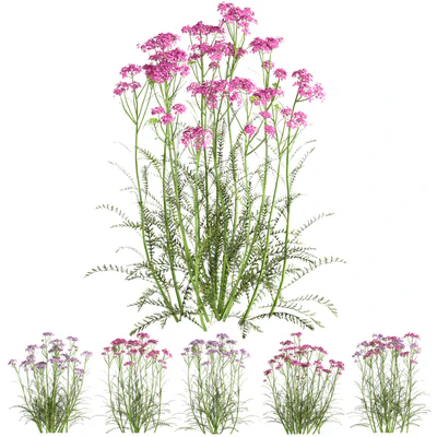 common yarrow02 — Вид 6