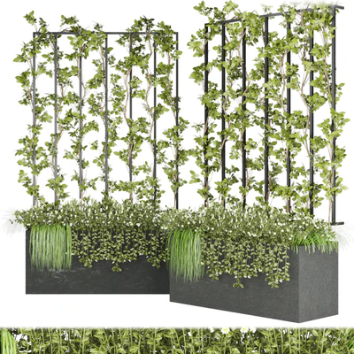 Collection plant vol 36 — Вид 1