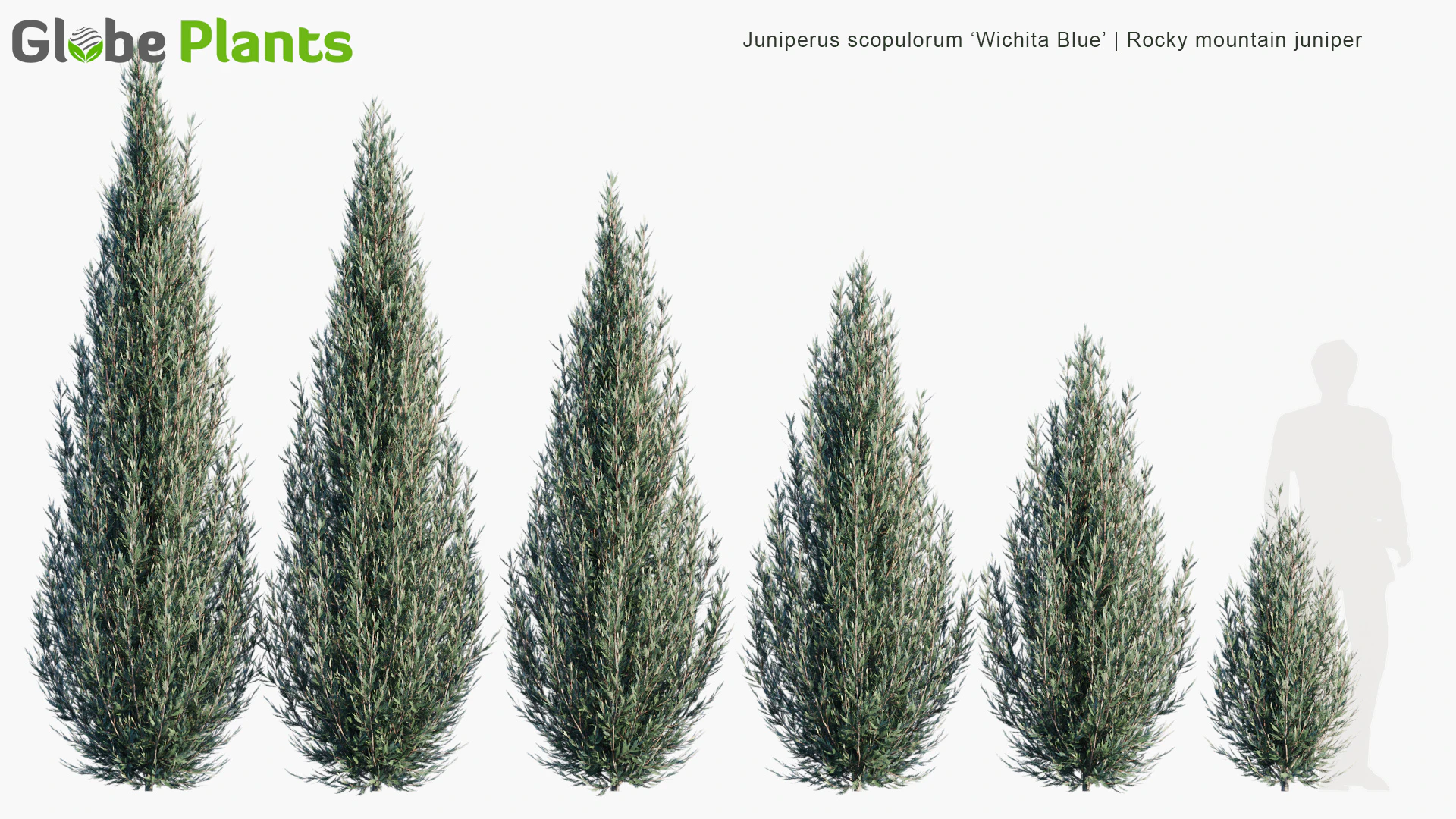 juniperus scopulorum wichita blue — Download