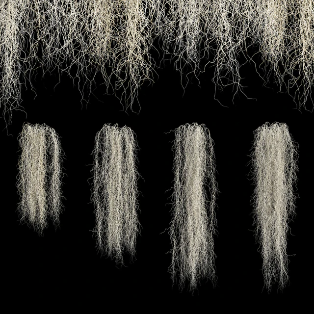 Spanish moss — Скачать