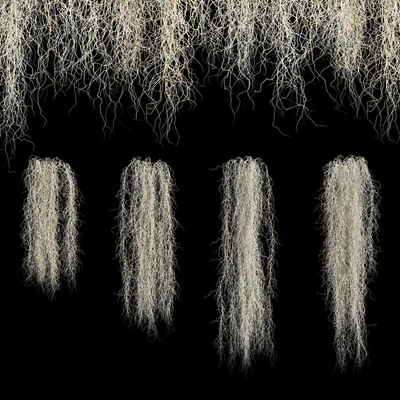 Spanish moss — Вид 1
