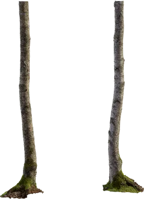 birch tree trunk 004 — Descargar