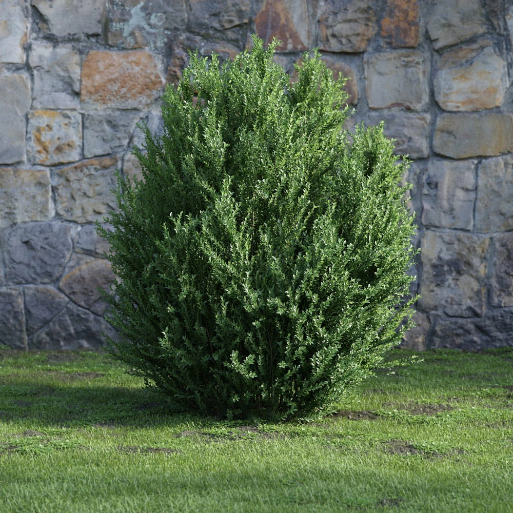 plants and bushes 025 — Descargar