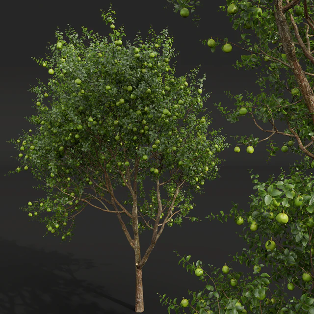 New Plant High detail Citrus Sinensis Orange Arancio Green — Descargar