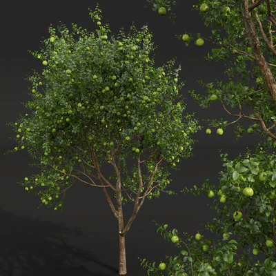 New Plant High detail Citrus Sinensis Orange Arancio Green — Ver 3