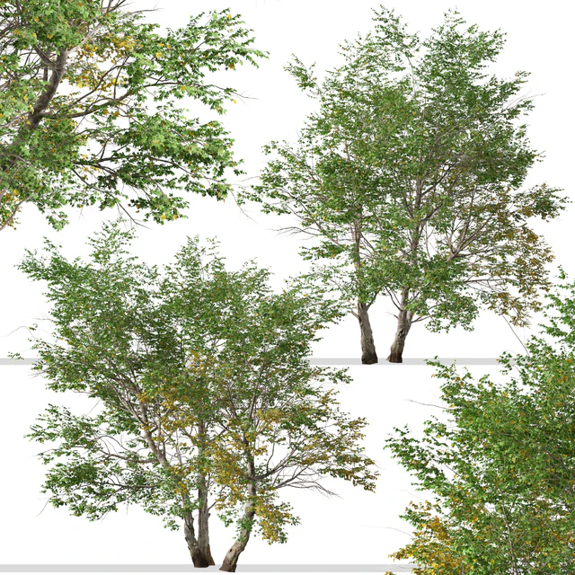 Set of California Sycamore Tree (Platanus racemosa) (2 Trees) — Descargar