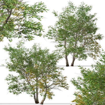 Set of California Sycamore Tree (Platanus racemosa) (2 Trees) — Ver 6