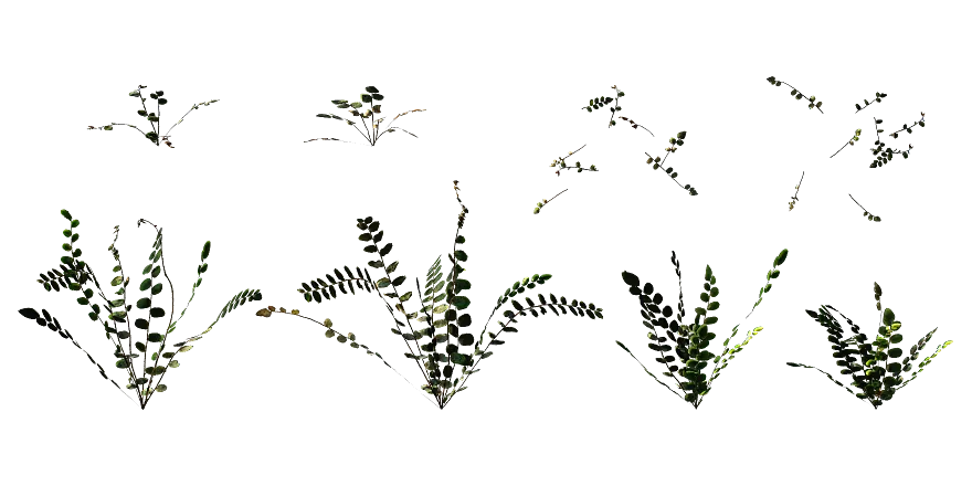 button fern 001 — Скачать