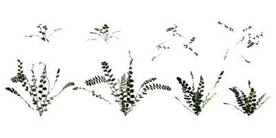 button fern 001 — Скачать