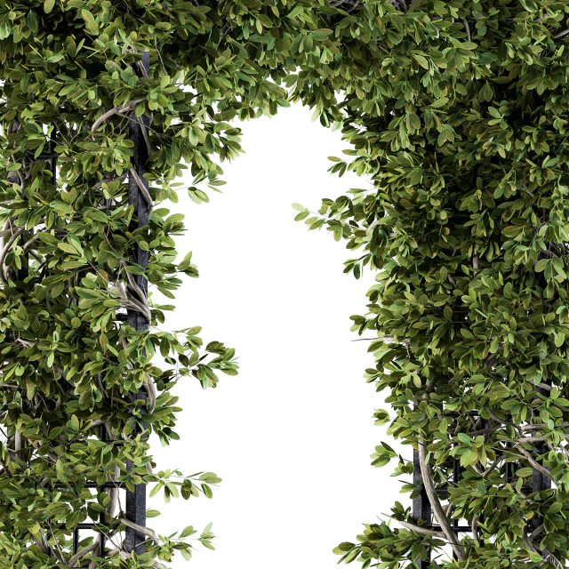 Outdoor Plant Set 121 - Pergola Ivy — Скачать
