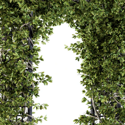 Outdoor Plant Set 121 - Pergola Ivy — Вид 3