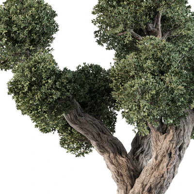 Olive Tree No.56 — View 4