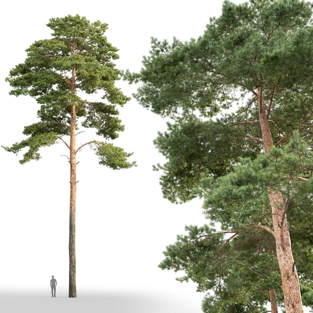Pine — Descargar