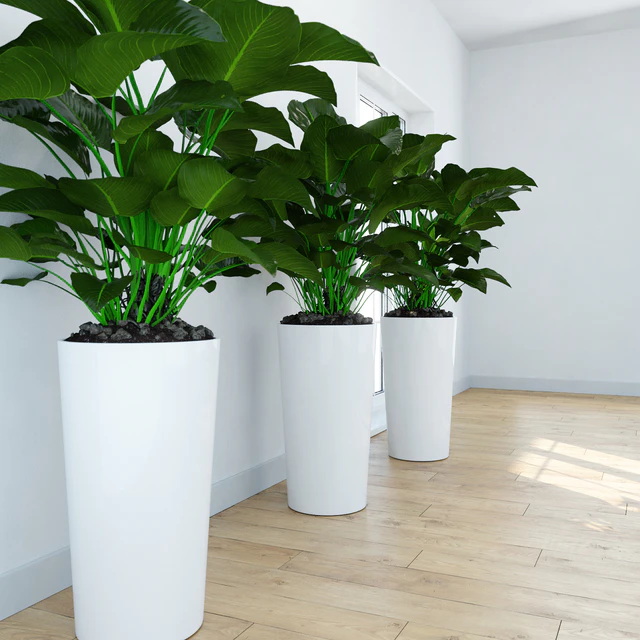 Philodendron \ Congo — Descargar