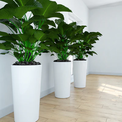 Philodendron \ Congo — Ver 3