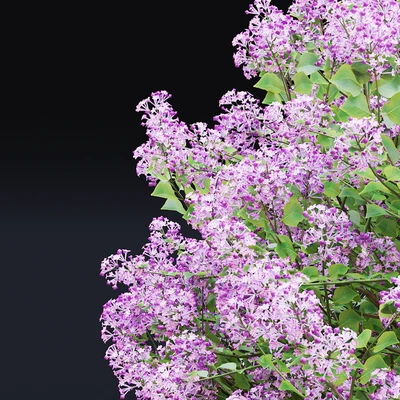 Mayers lilac bushes | Syringa meyeri — Ver 5