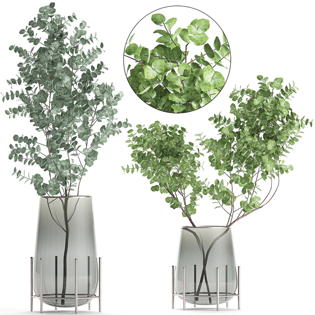 A collection of beautiful bouquets of branches with Eucalyptus leaves in a shelved vase. Set of 100. — Descargar
