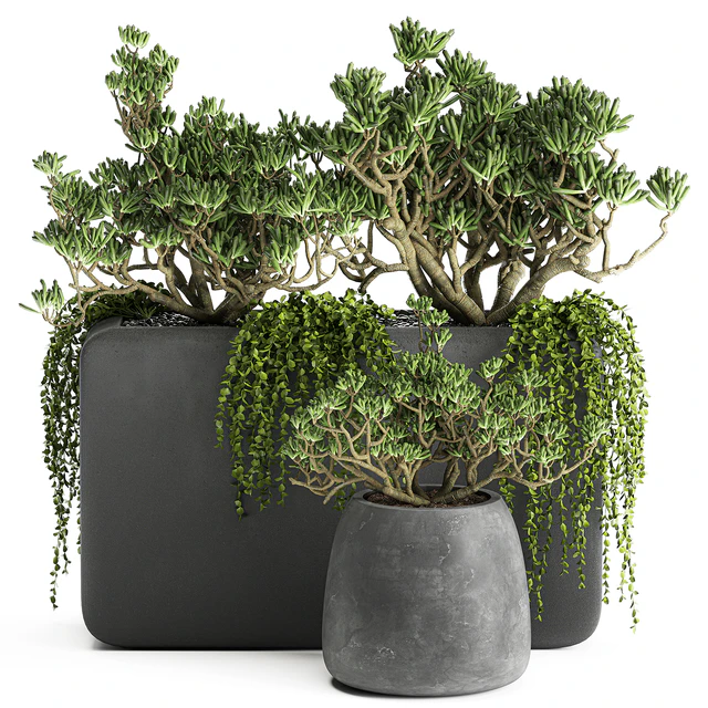 A collection of small exotic hanging succulents plants in black pots with a fat woman, Crassula. Set 811. — Descargar