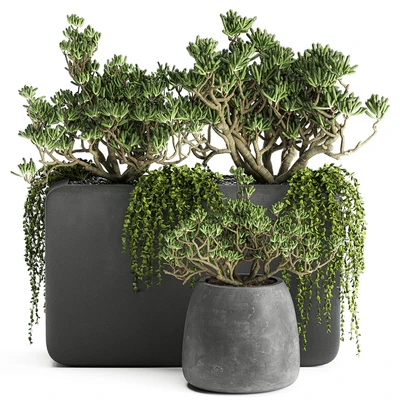 A collection of small exotic hanging succulents plants in black pots with a fat woman, Crassula. Set 811. — Ver 1