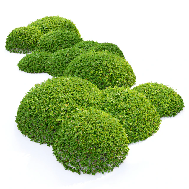 Green Ligustrum — Скачать