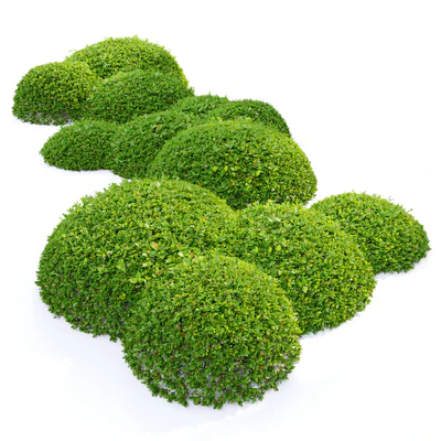 Green Ligustrum — Вид 2