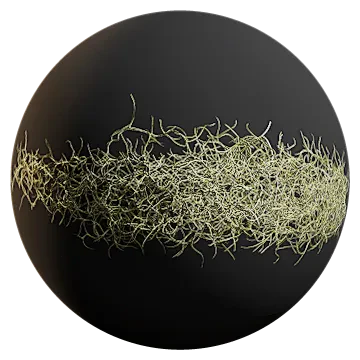 spanish moss 014 — Скачать