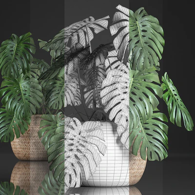 Plant Monstera in the basket 343. Monstera. Indoor monstera, basket, rattan, pot, eco design, natural decor, bush, interior, exotic, flower — Ver 3