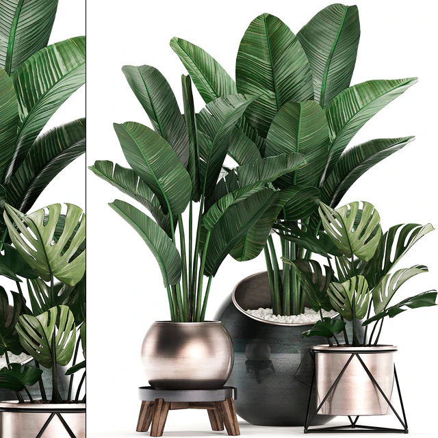 Collection of small plants in modern round pots with Banana palm, strelitzia, monstera, luxury. Set 465. — Descargar