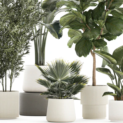 Banana palm and Ficus lyrata in a pot with bamboo bush. Plant collection 1299 — Ver 4