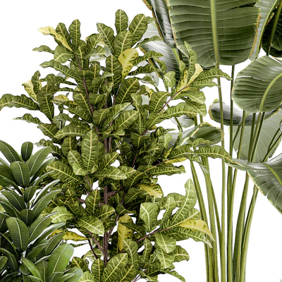 Plant collection 1407 — Ver 4