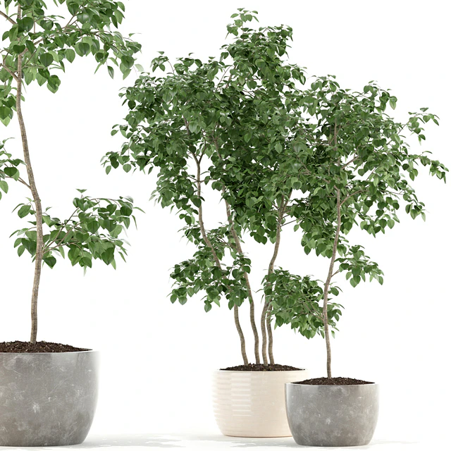 Plants collection 96 — Descargar