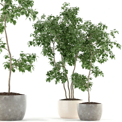 Plants collection 96 — Ver 1