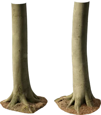 beech tree trunk 007 — Descargar