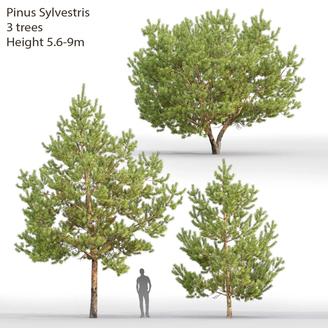 Pine — Скачать