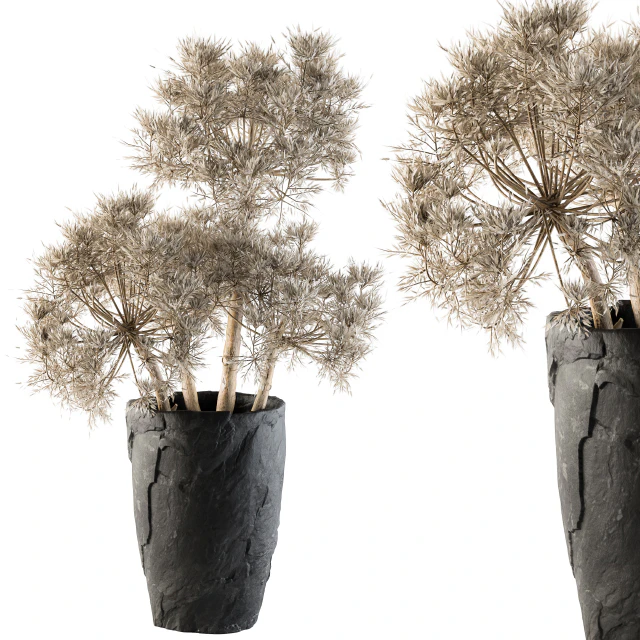 Dry plants 32 - Dried Plant — Скачать