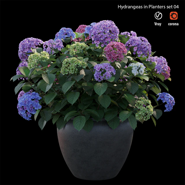 Hydrangea in planters set 04 — Descargar