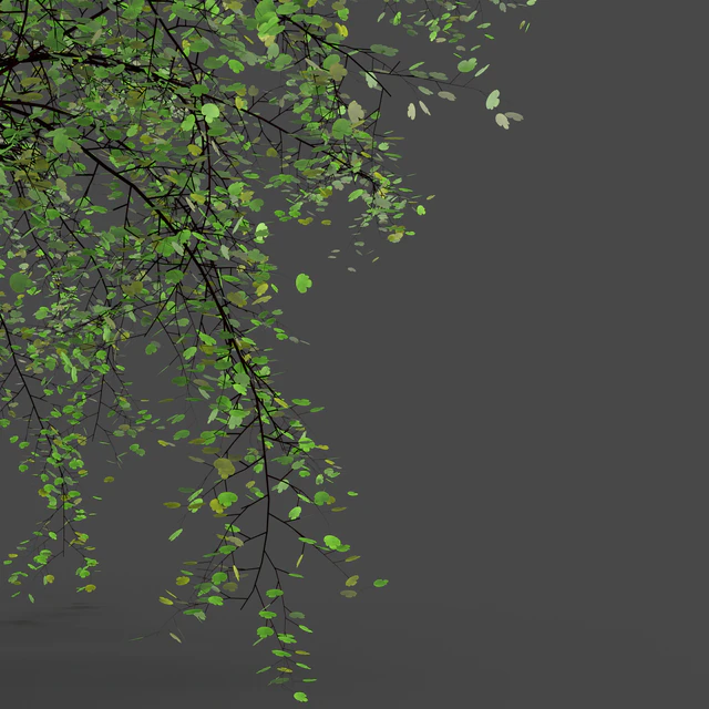 Adiantum или Венерин волос — Скачать