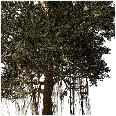 banyan tree — Вид 2