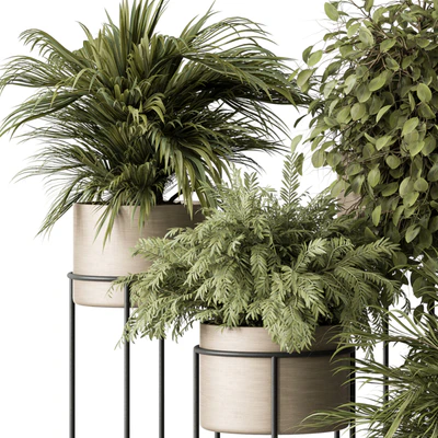 indoor Plant 442 - Tree and Bush — Вид 6