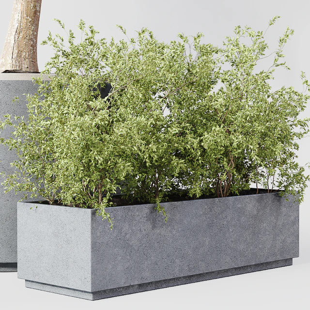 Indoor Plant 010 — Descargar