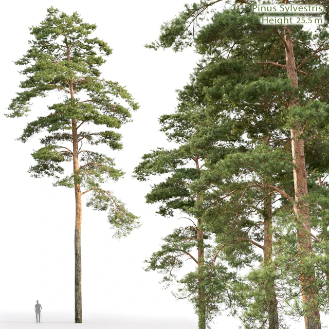 Pine — Descargar