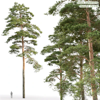 Pine — Ver 1