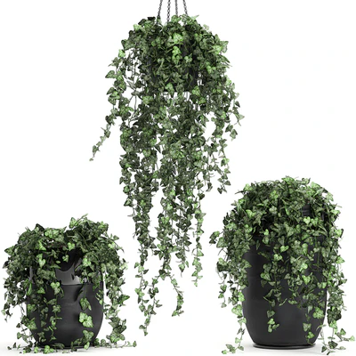 Collection of climbing and hanging plants in black pots ivy, suspension. Set 725. — Ver 3