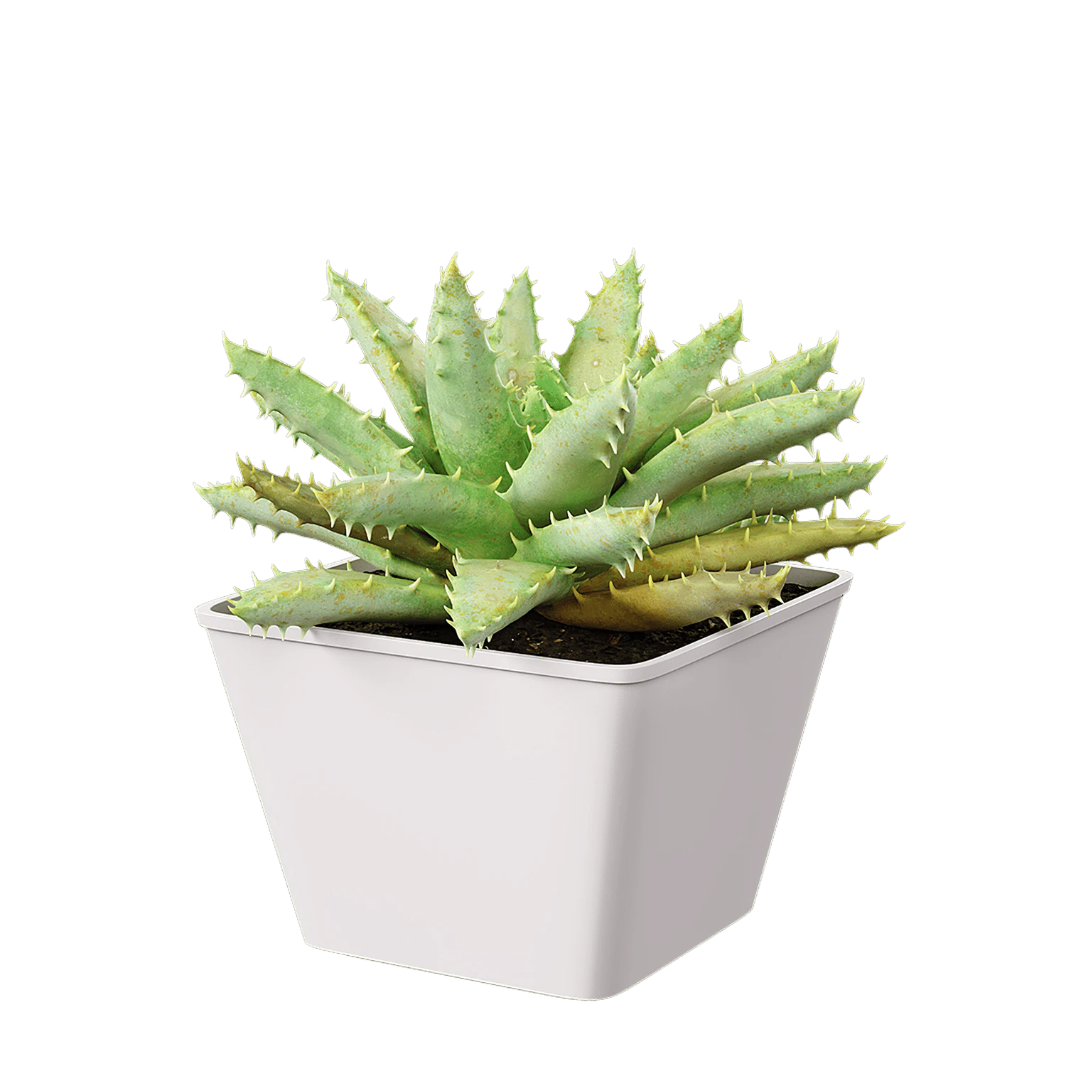 plant aloe brevifolia — Descargar