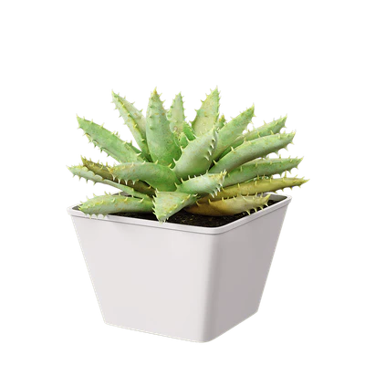 plant aloe brevifolia — Descargar