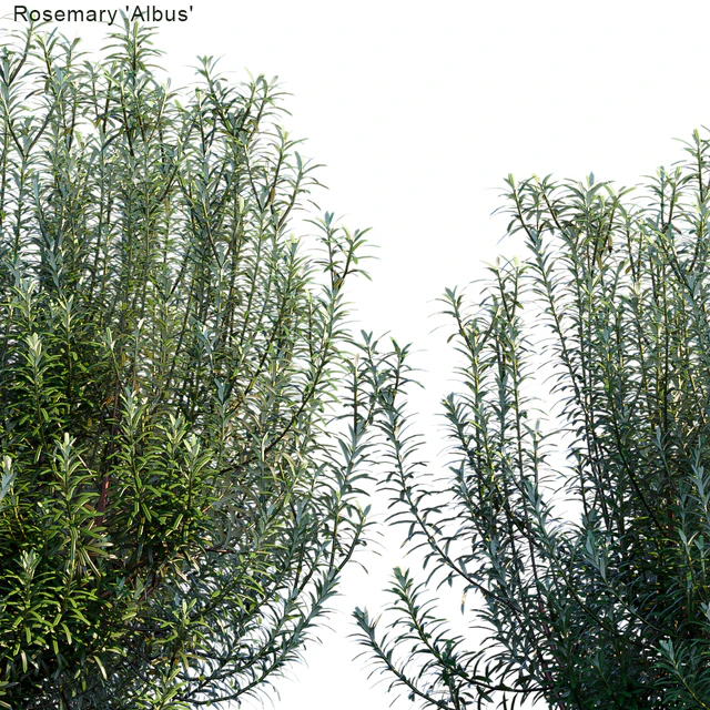 Rosemary albus — Descargar